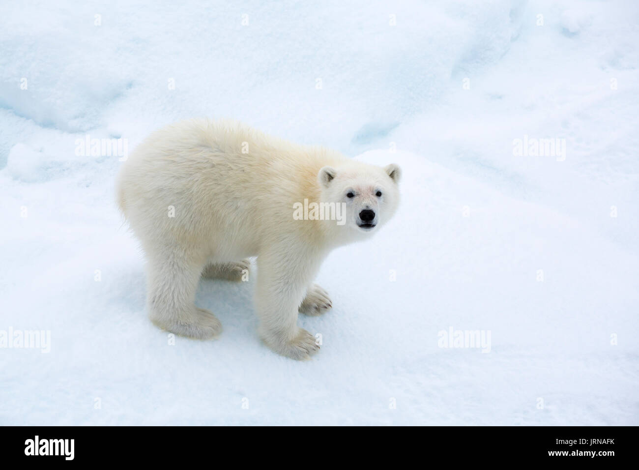 Un giovane polar bear cub nel actic mare di ghiaccio in Svalbard Foto Stock