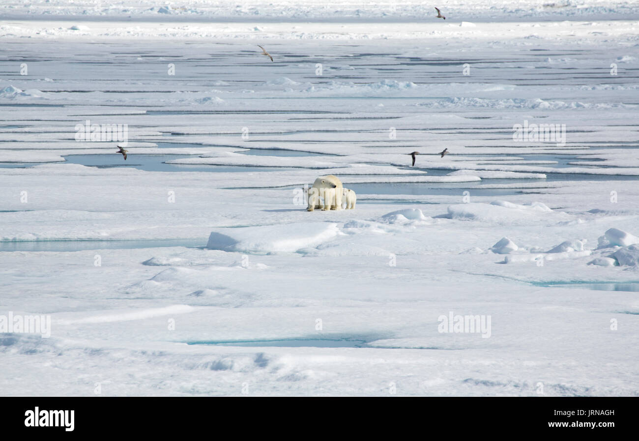 Una madre orso polare con i suoi due cuccioli nel mare Artico ice Foto Stock