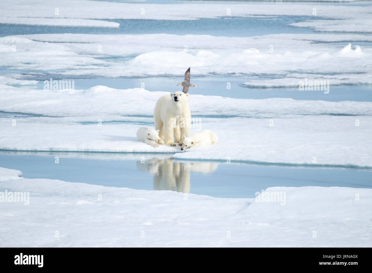 Una madre orso polare con i suoi due cuccioli nel mare Artico ice Foto Stock