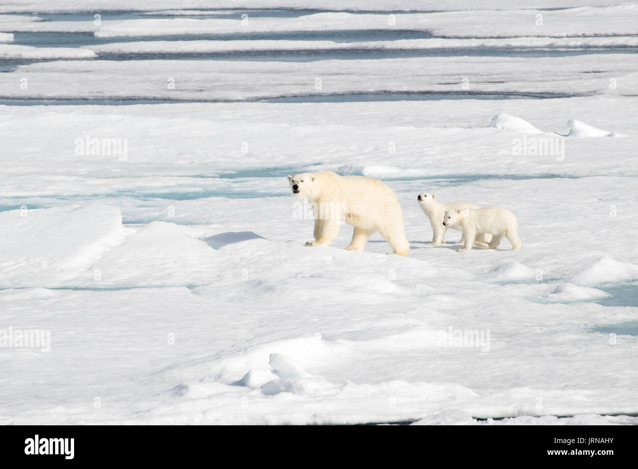 Una madre orso polare con i suoi due cuccioli nel mare Artico ice Foto Stock