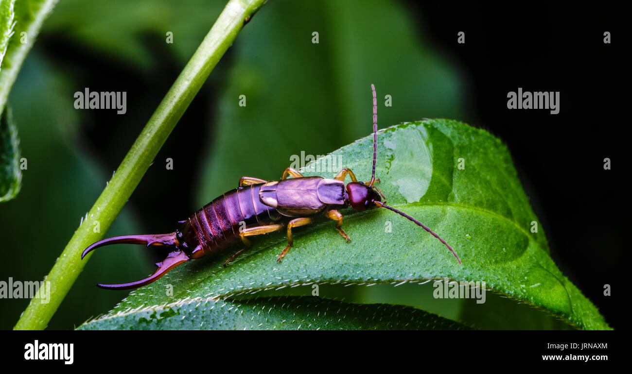 Earwig bug con sei gambe e pinze di grandi dimensioni si siede su una foglia verde in un cortile giardino fiorito Foto Stock