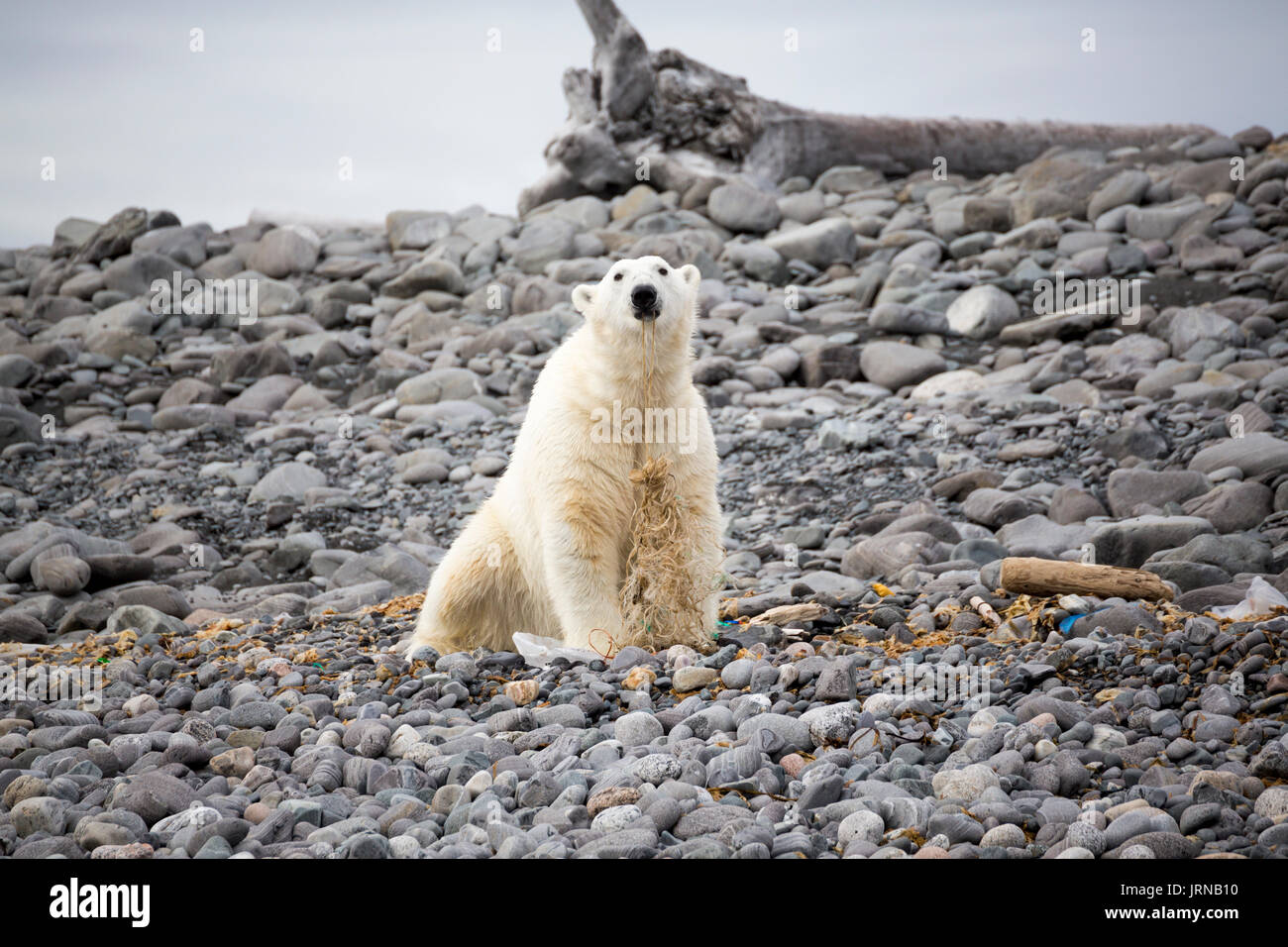 Un giovane Orso Polare giocando con alghe e cestino in un'isola (Karl XII Oya) in Svalbard Foto Stock
