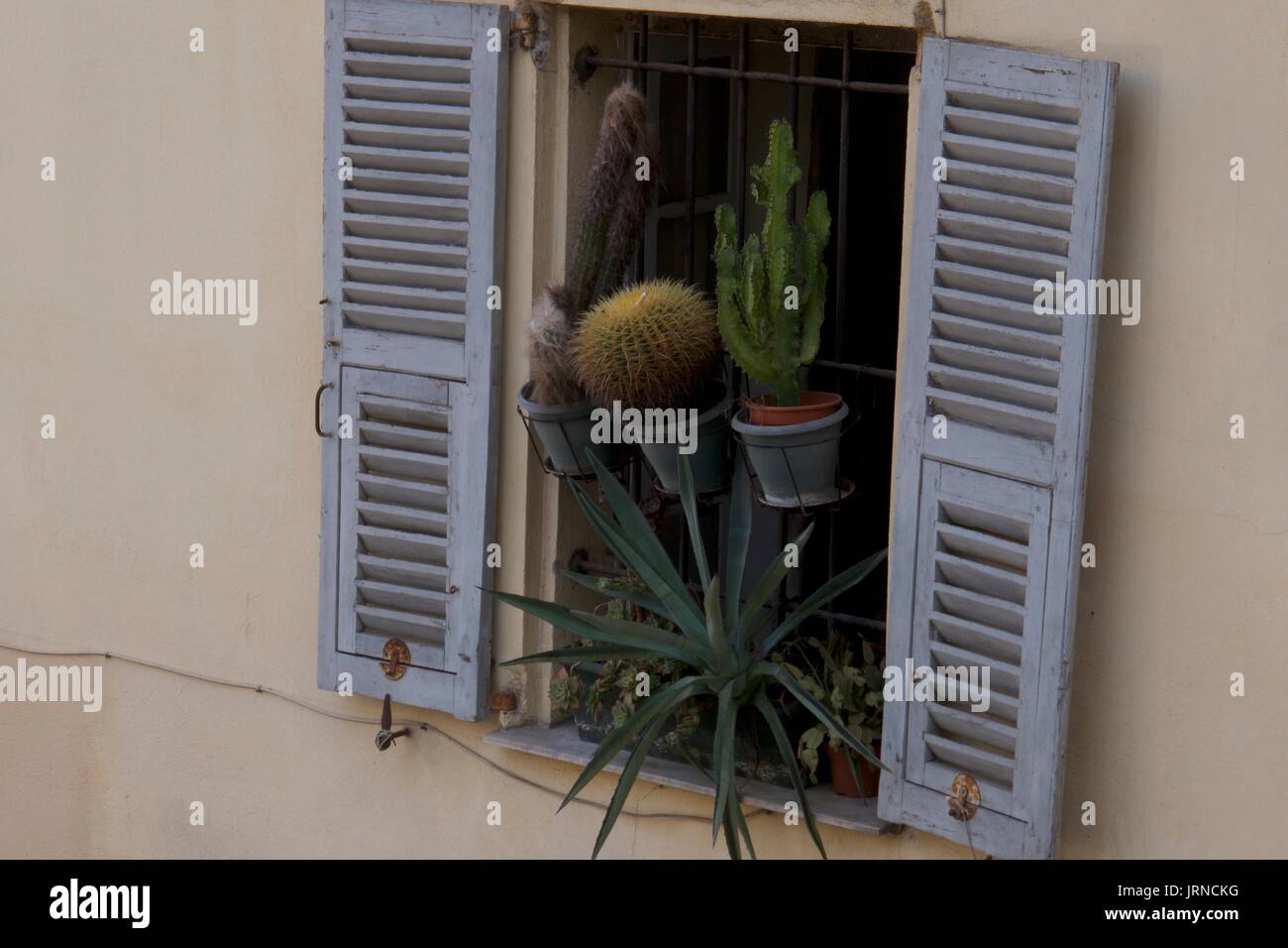 Visualizzazione di cactacee piante in vaso in appartamento tradizionale finestra, Nice, Francia Foto Stock