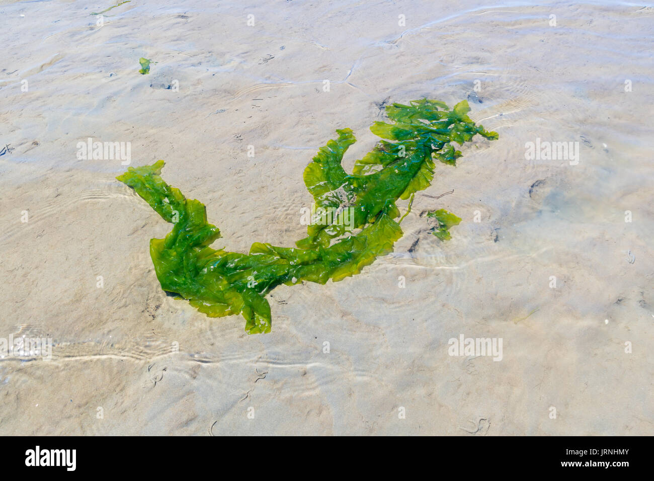 Floating lattuga di mare che ondeggia in acque poco profonde della piana di sabbia con la bassa marea su Waddensea, Paesi Bassi Foto Stock