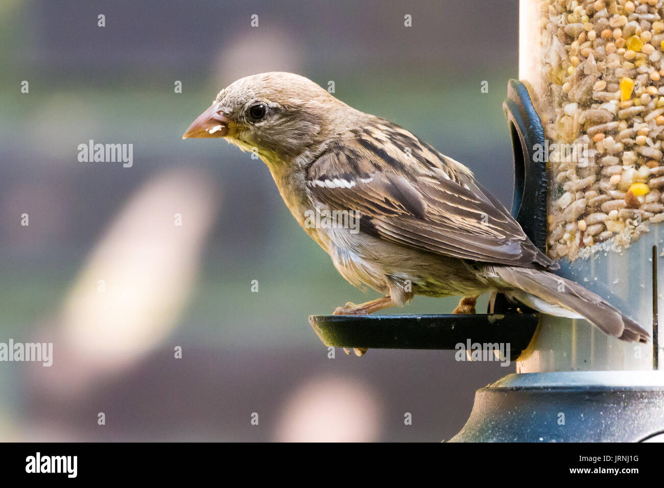 Ritratto di donna casa passero, Passer domesticus, mangiare semi da Bird Feeder e sfondo bokeh di fondo Foto Stock