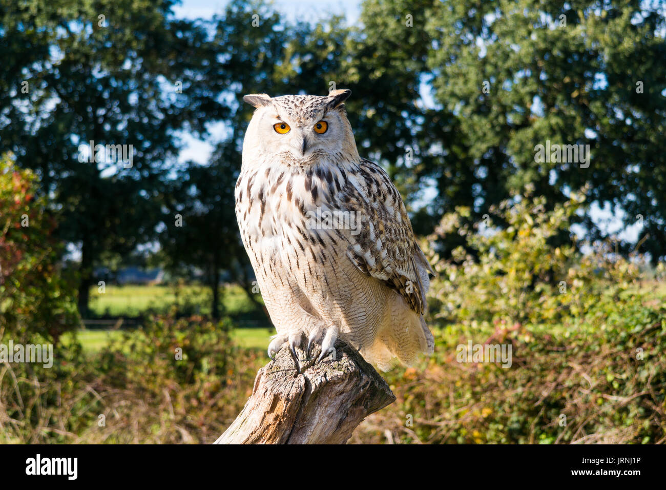 Ritratto di Siberian gufo reale, Bubo bubo sibiricus, seduto sul tronco di albero in autunno Foto Stock