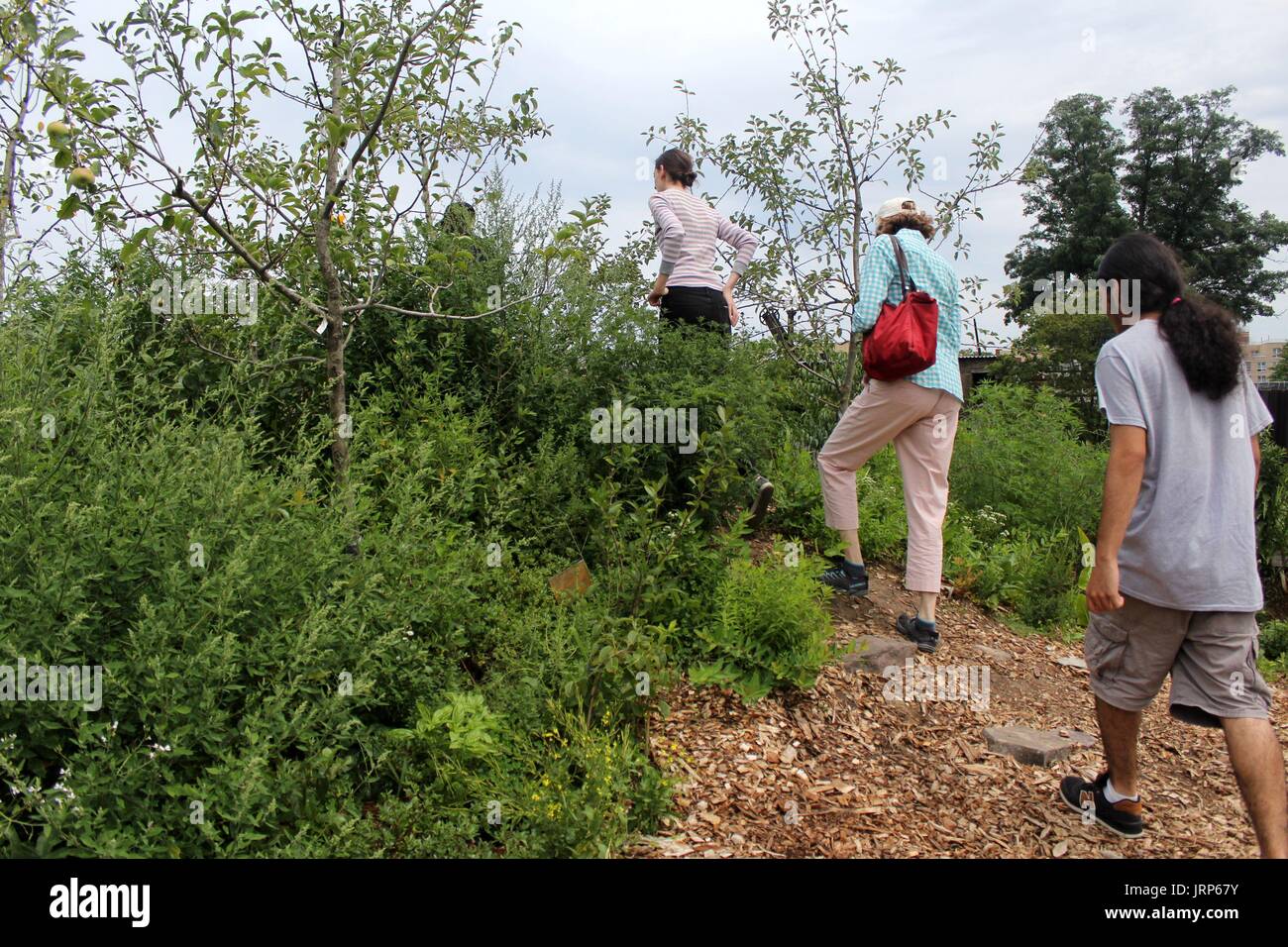 Il Bronx, NY, USA. 6th. Aug, 2017. Su un 130-piede da 40-piede piattaforma galleggiante sul fiume Bronx cibo è cresciuta. Vi sono campi da squash, peperoni, mirtilli, banane e molto di più che vengono raccolte su la chiatta che è ancorata al calcestruzzo impianto Park nel Sud Bronx, dall'organizzazione non-profit Swale, il cui fondatore vuole la città da esplorare a coltivare frutta e verdura in parchi come un modo per fornire cibo ai residenti.Il progetto è il risultato di un divieto di coltivazione alimentare pubblica negli spazi pubblici della città di New York. © G. Ronald Lopez /DigiPixsAgain.us/Alamy Live News Foto Stock