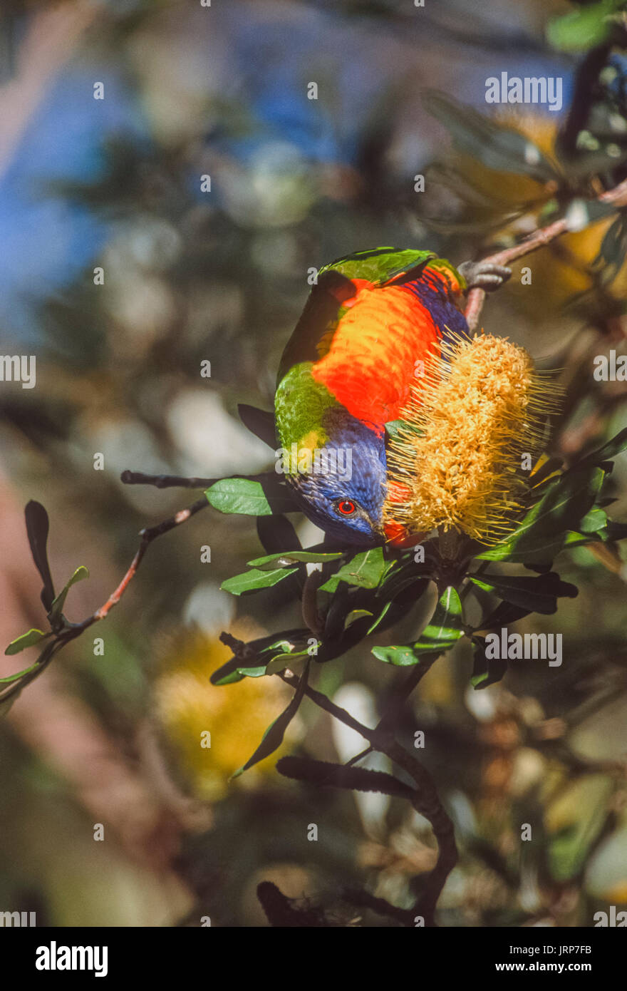 Rainbow lorikeet, (trichoglossus moluccanus), alimentando il nettare da scovolino da bottiglia, (callistemon), Nuovo Galles del Sud, Australia Foto Stock