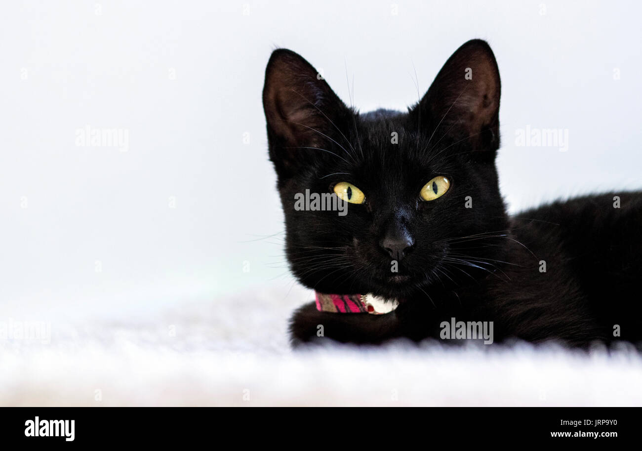 Gatto nero la posa sul letto bianco foglio e lo sfondo bianco Foto Stock