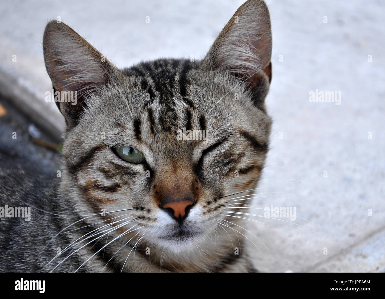 Un gatto che si chiude un occhio momentaneamente Foto Stock