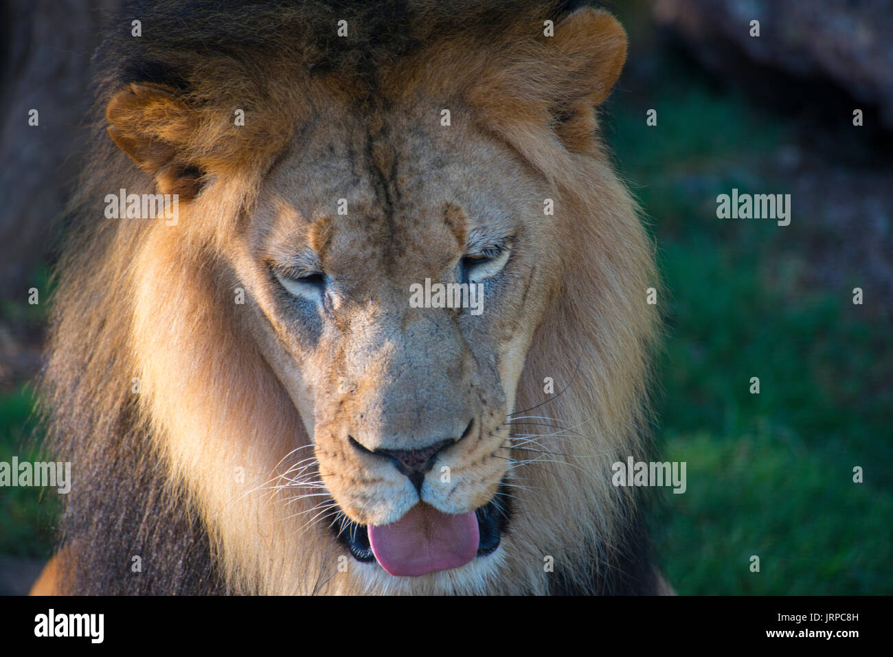 Tonnellate di lingua Foto Stock