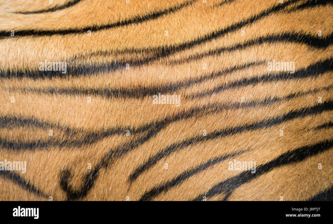 Texture di sfondo di tigre del Bengala fur close up Foto Stock