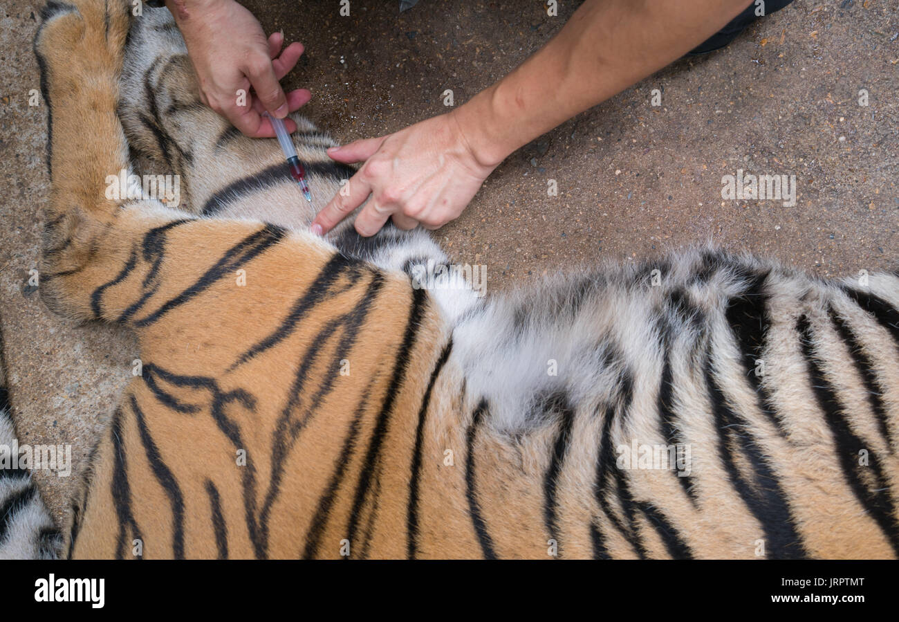Veterinario e zookeeper getting il sangue prelevato dal tiger Foto Stock