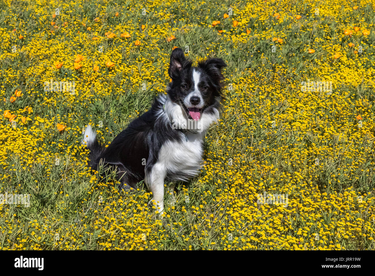 Border Collie seduto in fiori selvatici Foto Stock