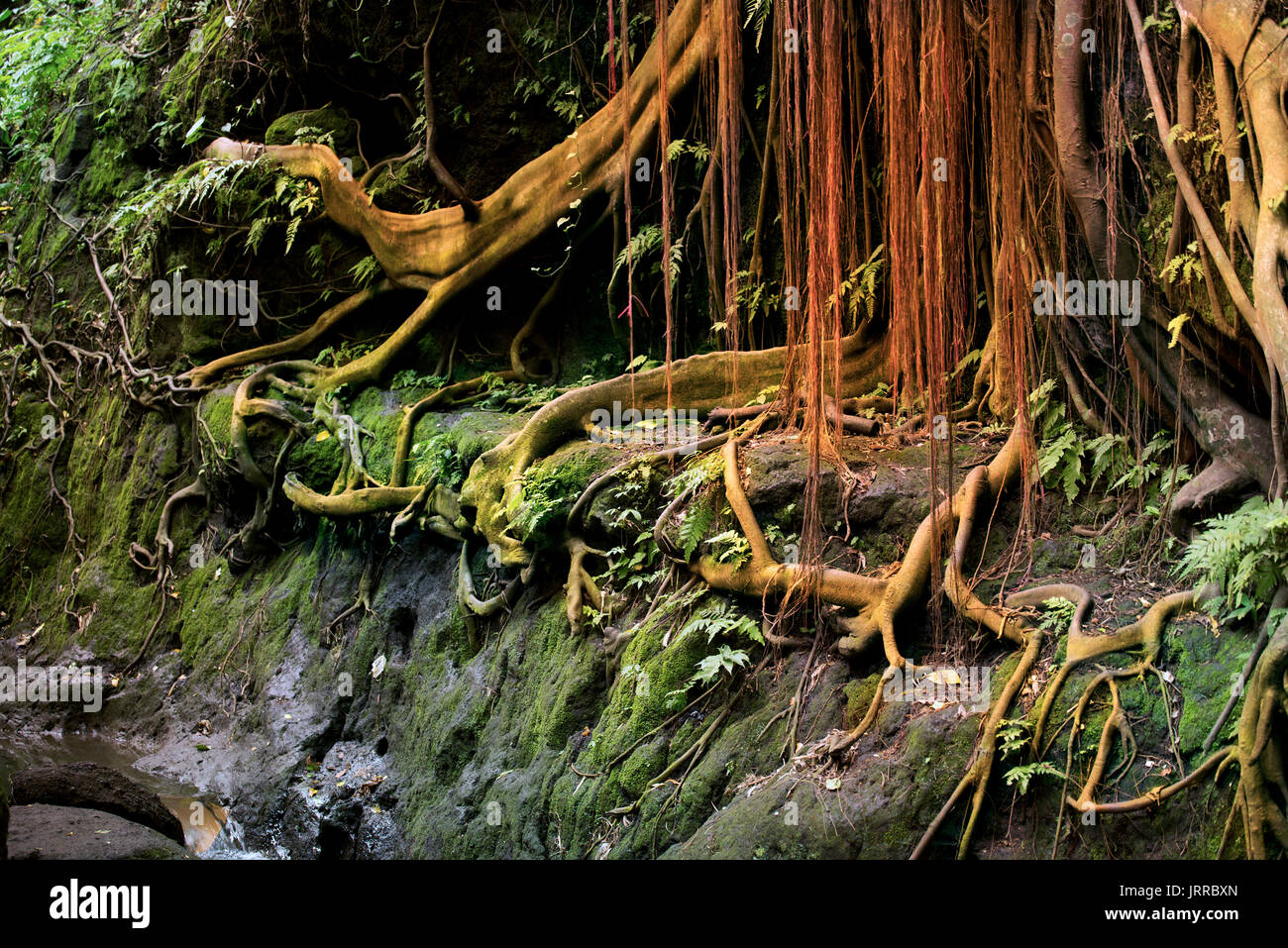 Le radici e i vigneti in una foresta di pioggia. Foto Stock