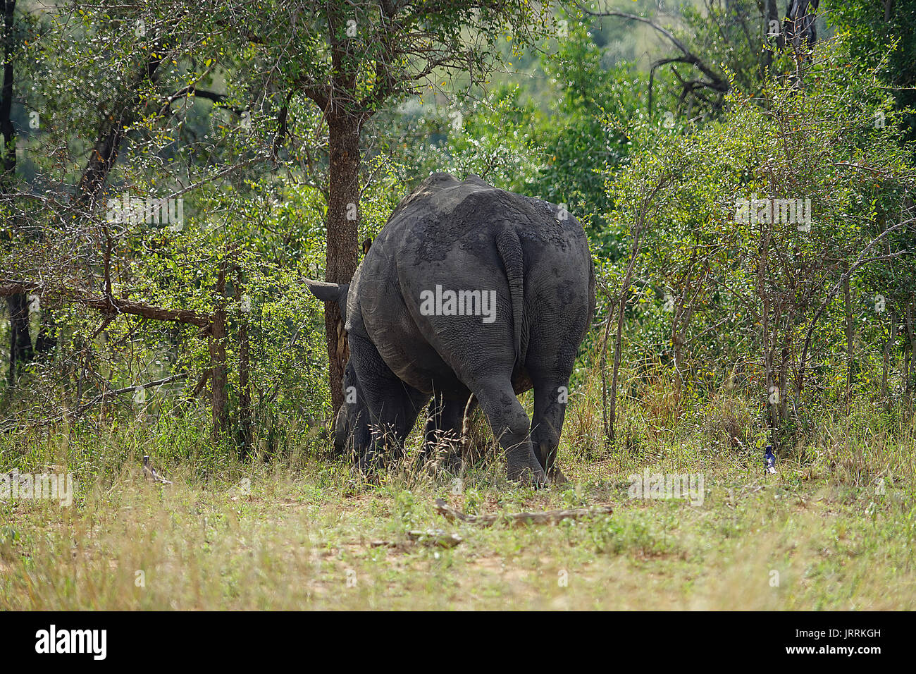 White Rhino nel Krueger National Park Foto Stock