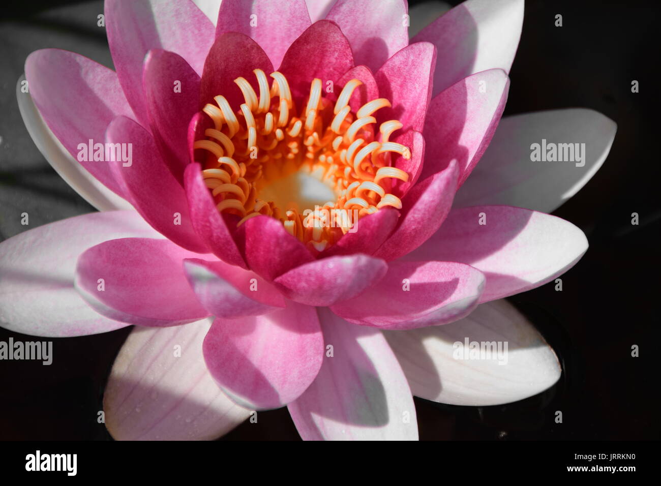 Nymphaea rosa, rosa ninfee, rosa lotus Foto Stock