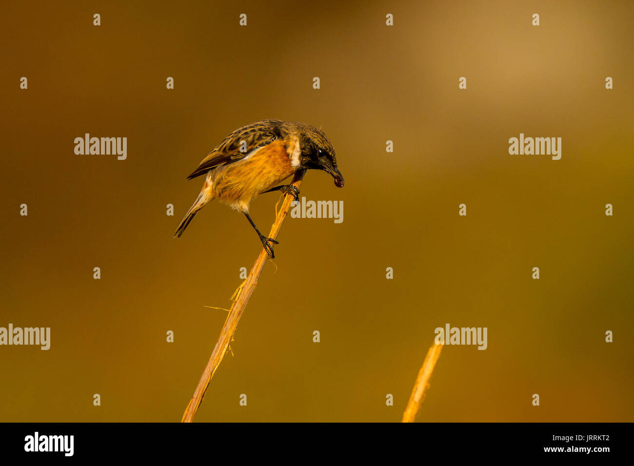 Stonechat comune regurgitating beetle carapaces Foto Stock