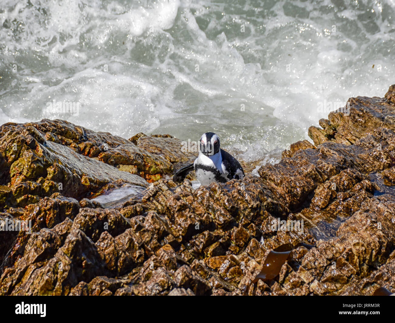 Pinguino africano sulla riva del mare in Africa australe Foto Stock