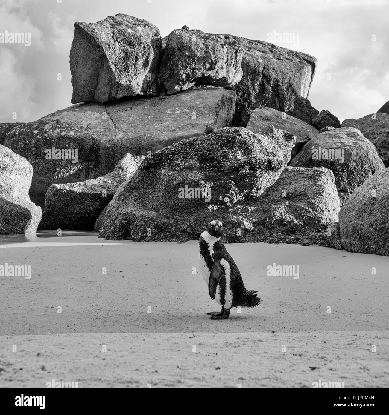 Pinguino africano sulla riva del mare in Africa australe Foto Stock