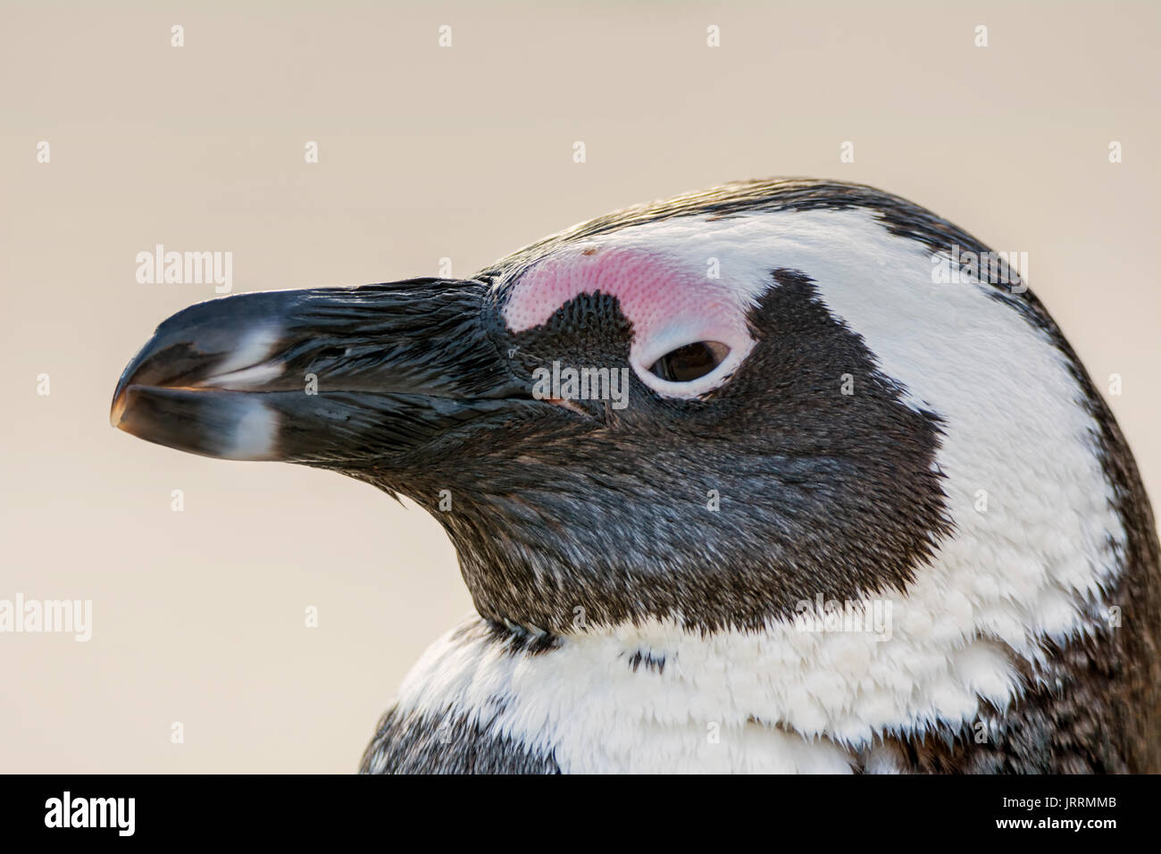 Pinguino africano sulla riva del mare in Africa australe Foto Stock