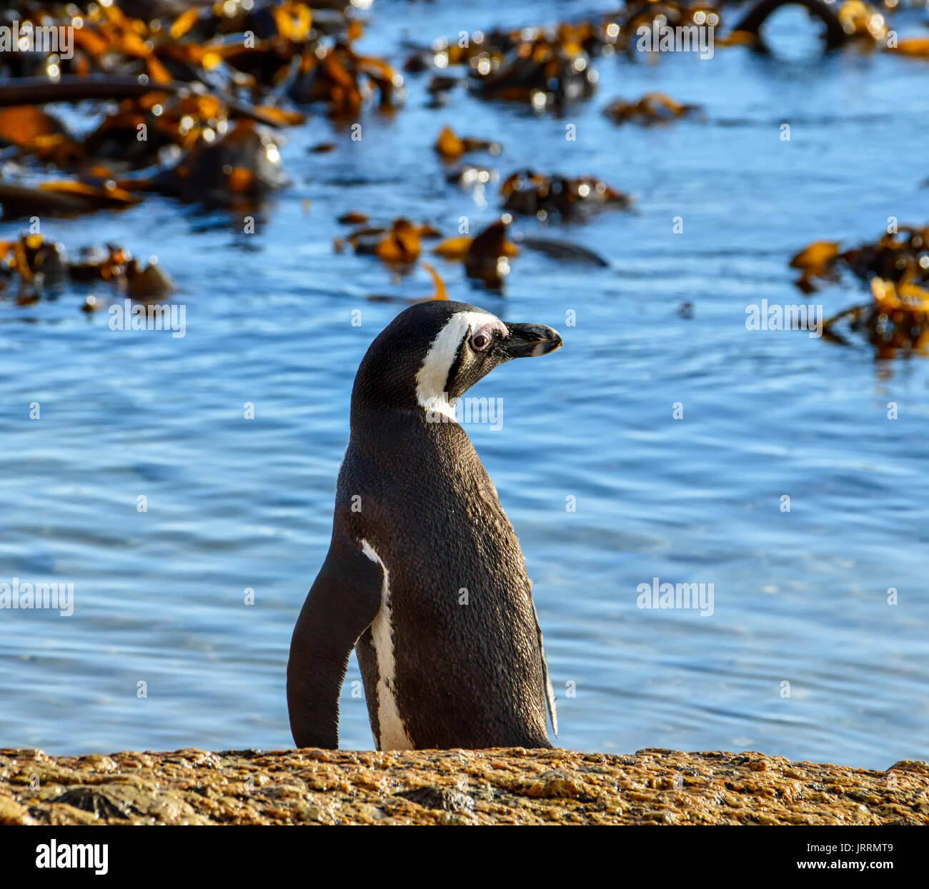 Pinguino africano sulla riva del mare in Africa australe Foto Stock