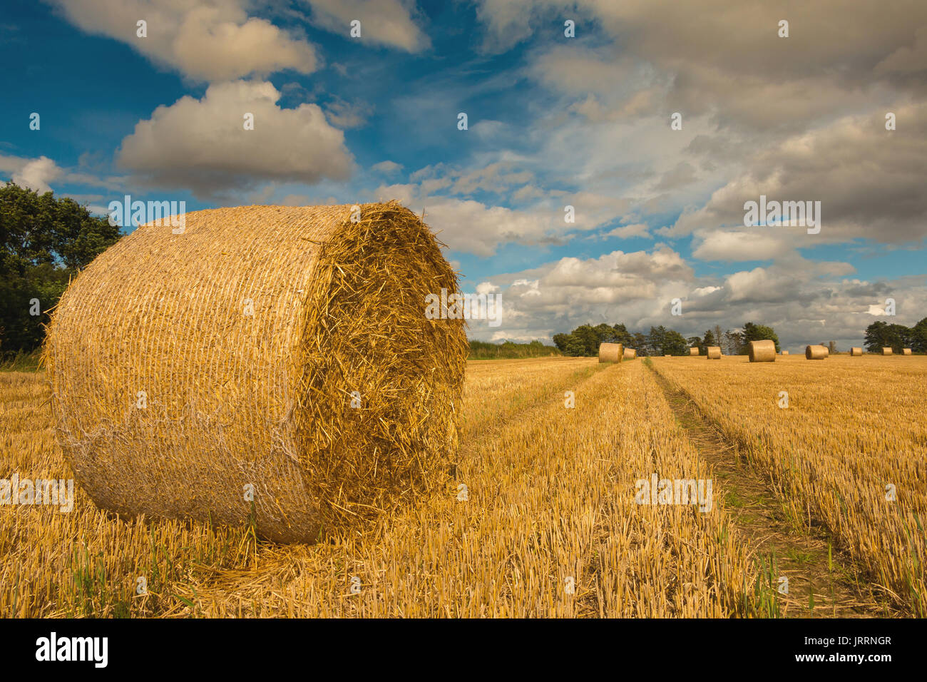 Agricoltura del Regno Unito - le balle di paglia d'orzo in attesa di raccolta dal campo Luglio 2017 con spazio di copia Foto Stock