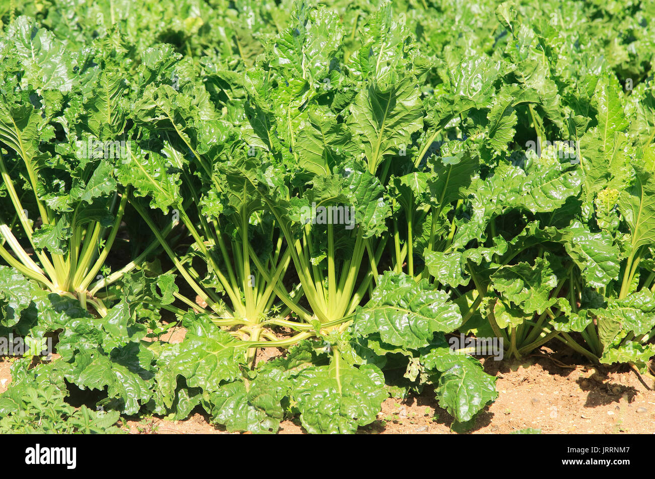 La barbabietola da zucchero piante, Beta vulgaris, crescendo in campo, Sutton, Suffolk, Inghilterra, Regno Unito Foto Stock