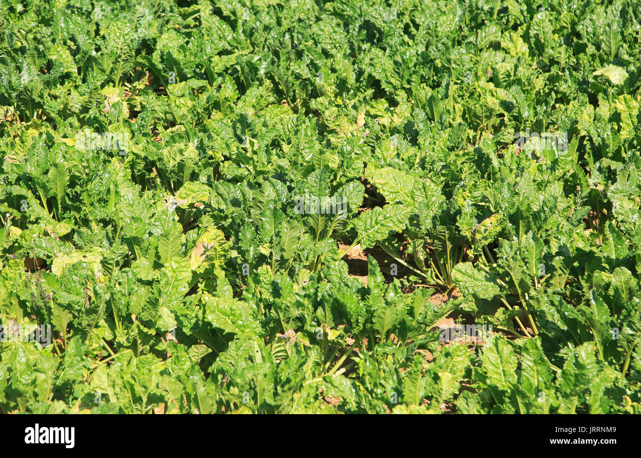 La barbabietola da zucchero piante, Beta vulgaris, crescendo in campo, Sutton, Suffolk, Inghilterra, Regno Unito Foto Stock