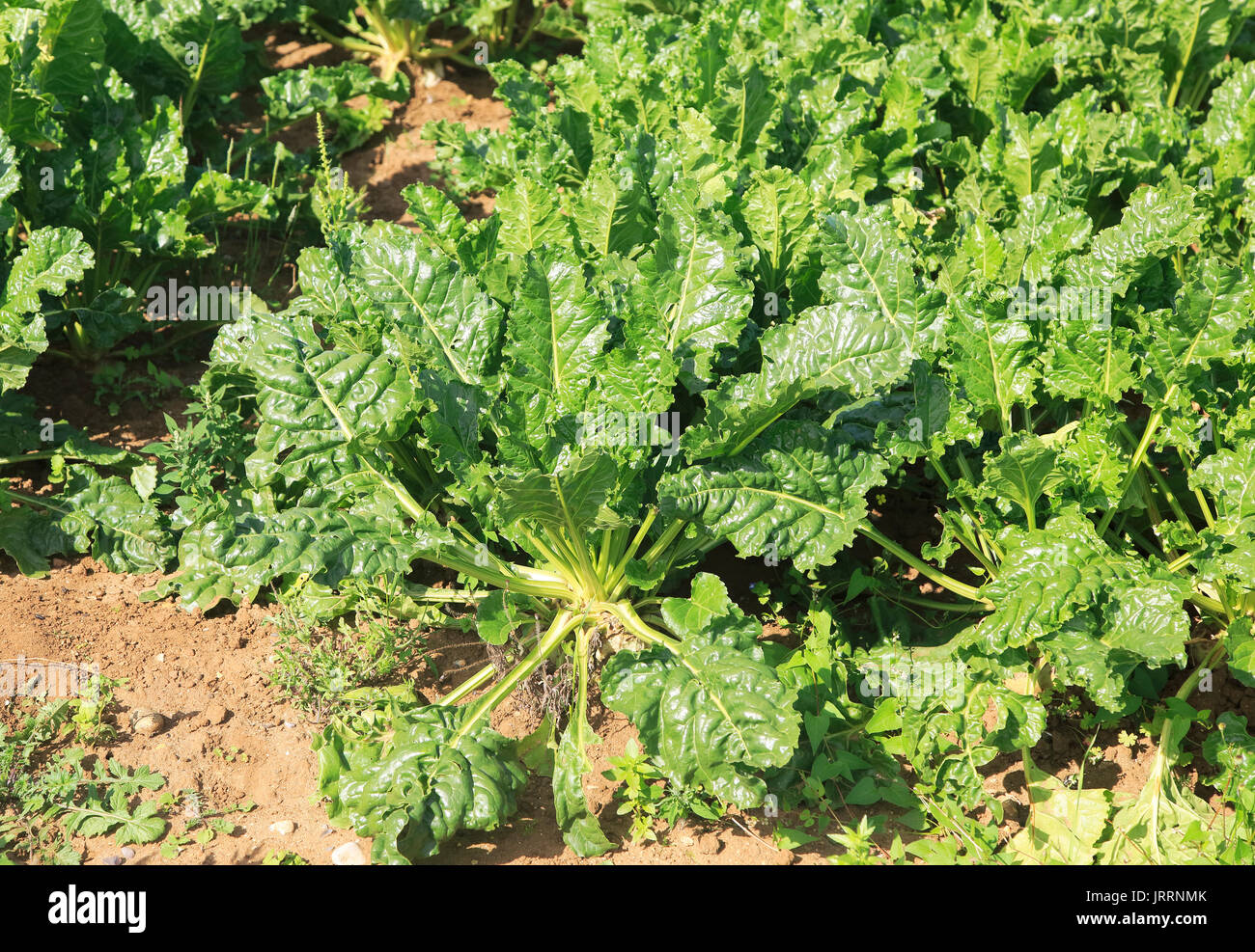 La barbabietola da zucchero piante, Beta vulgaris, crescendo in campo, Sutton, Suffolk, Inghilterra, Regno Unito Foto Stock
