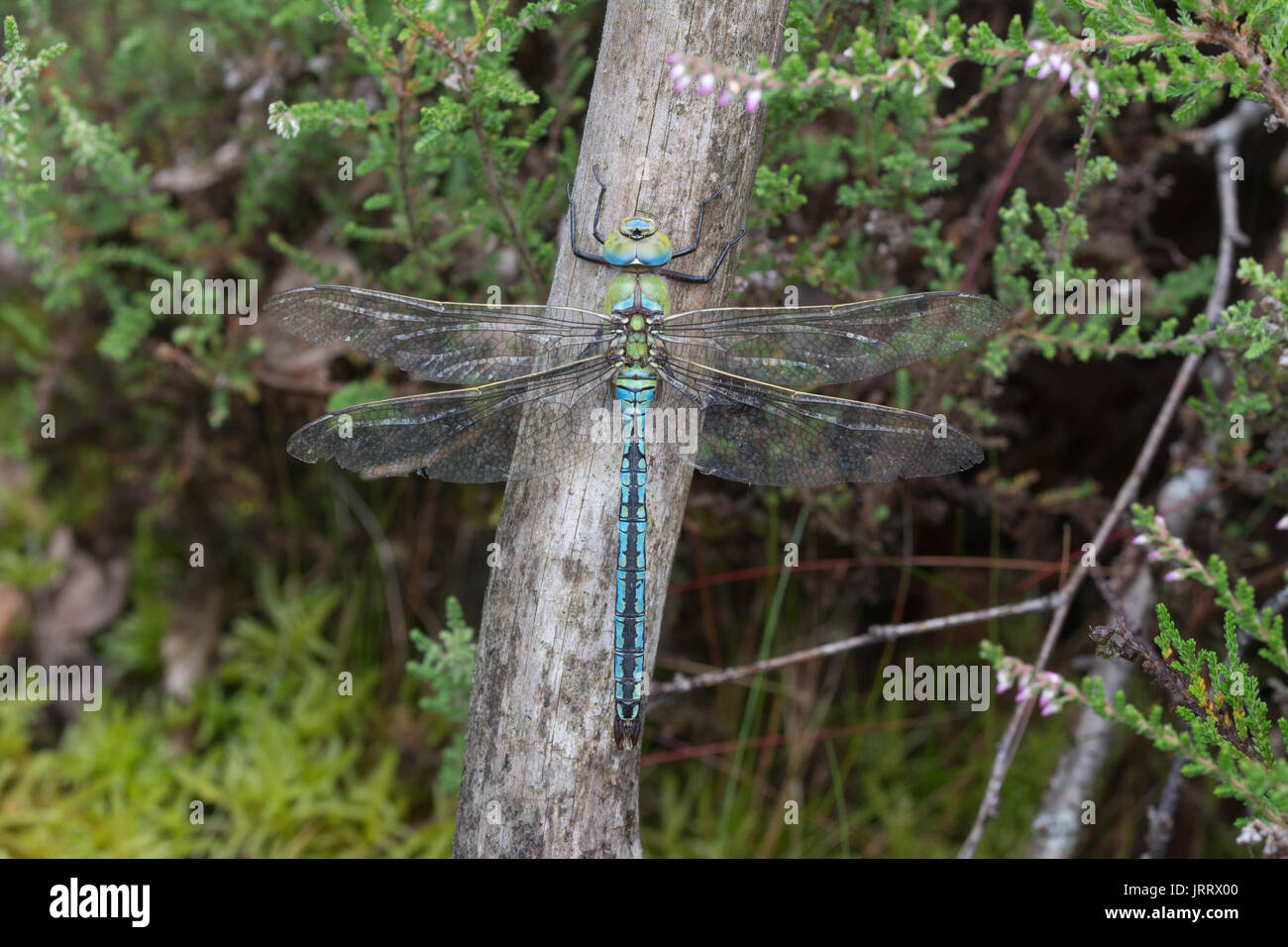 Close-up di imperatore libellula (Anax imperator) nella brughiera habitat Foto Stock