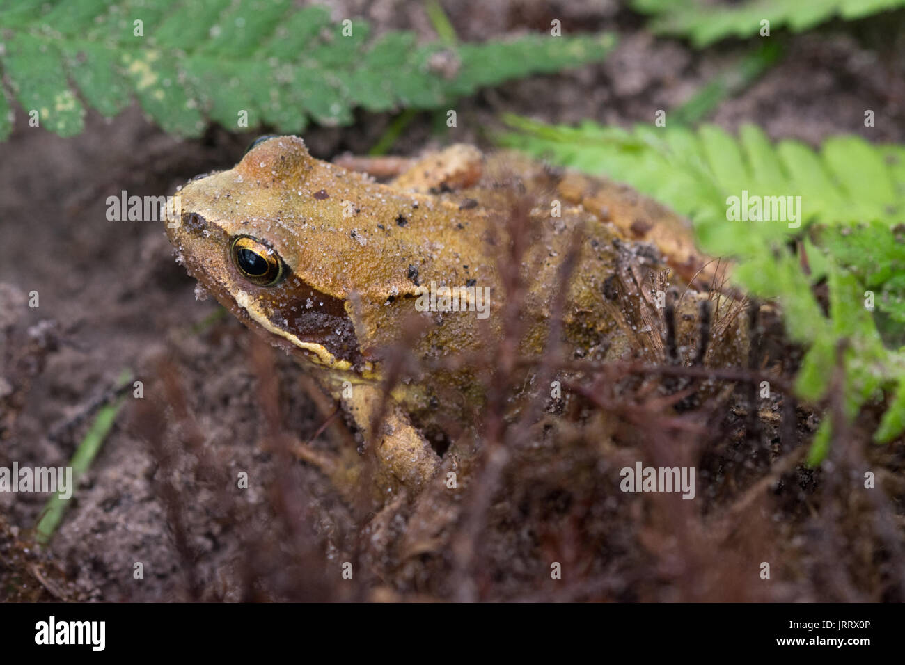 Close-up di rana comune (Rana temporaria) Foto Stock