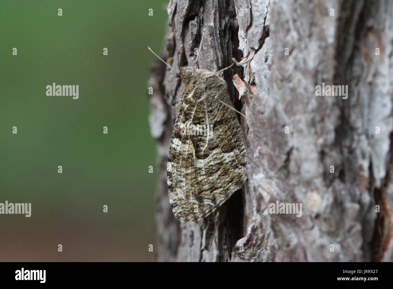 Temolo butterfly (Hipparchia semele) mimetizzata contro la corteccia di un albero di pino nel Surrey, Regno Unito Foto Stock