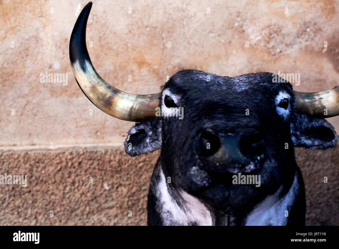 Toro di pratica, Cherta, Spagna. Foto Stock