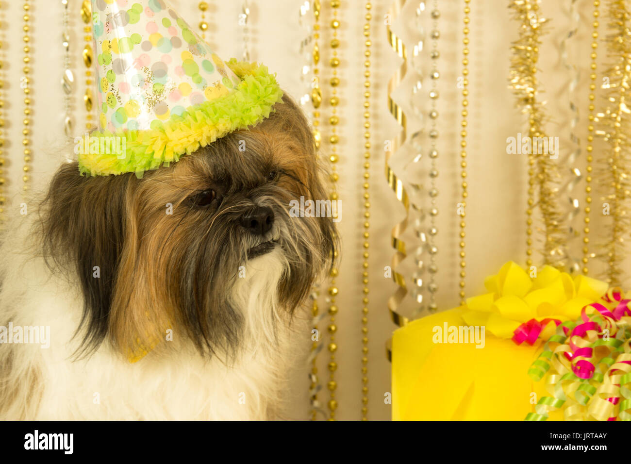 Un Shih Tzu indossando un cappello di partito guarda a un regalo di  compleanno Foto stock - Alamy