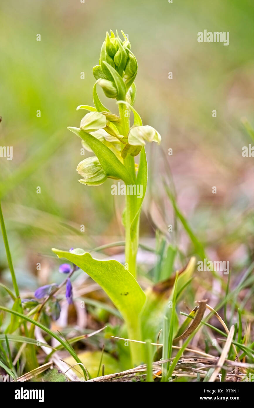 Frog Orchid, (Coeloglossum viride oppure Dactylorhiza viridis), montagne Eifel, Germania. Foto Stock