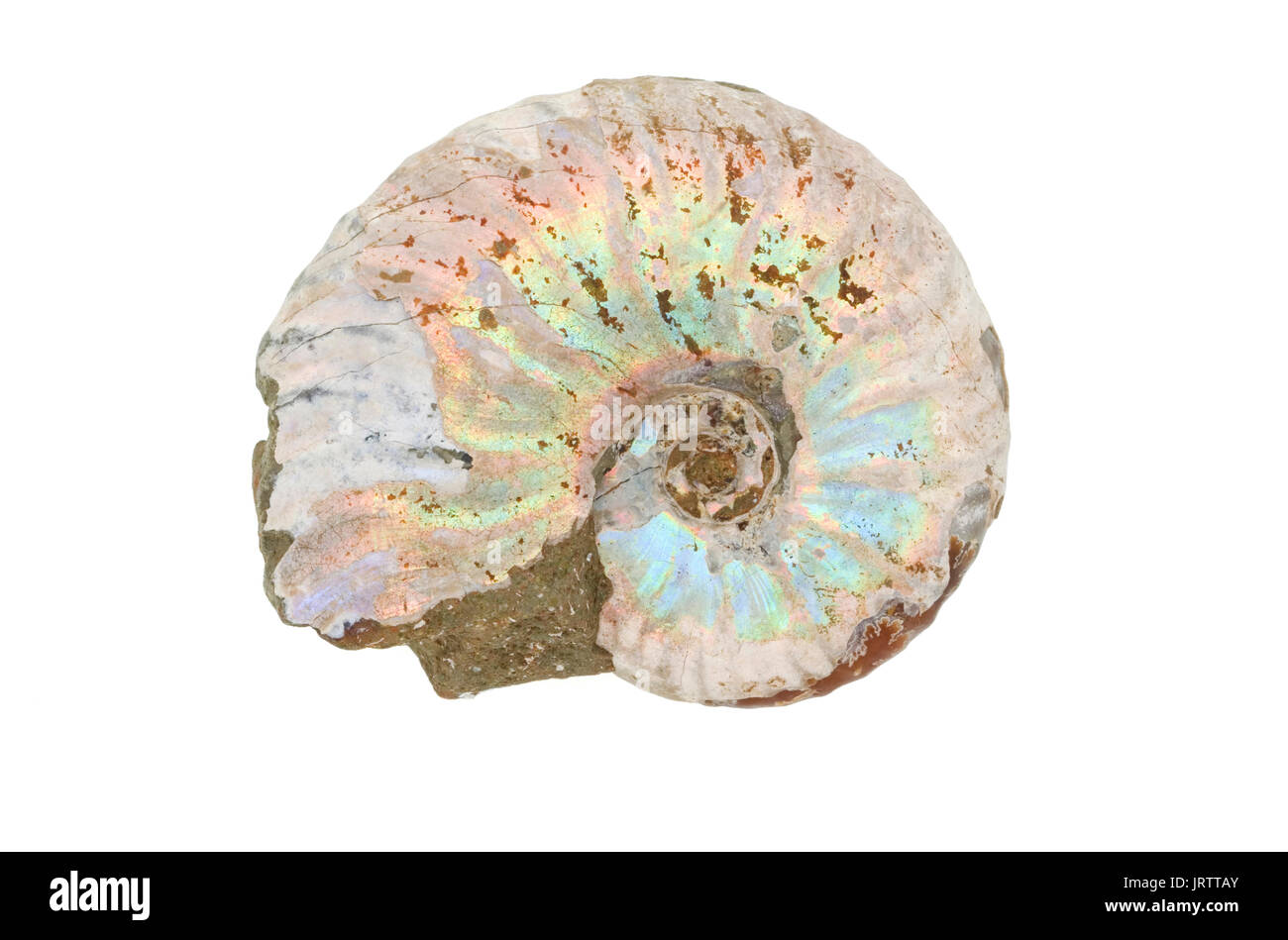 Ammonita dal Madagascar Foto Stock