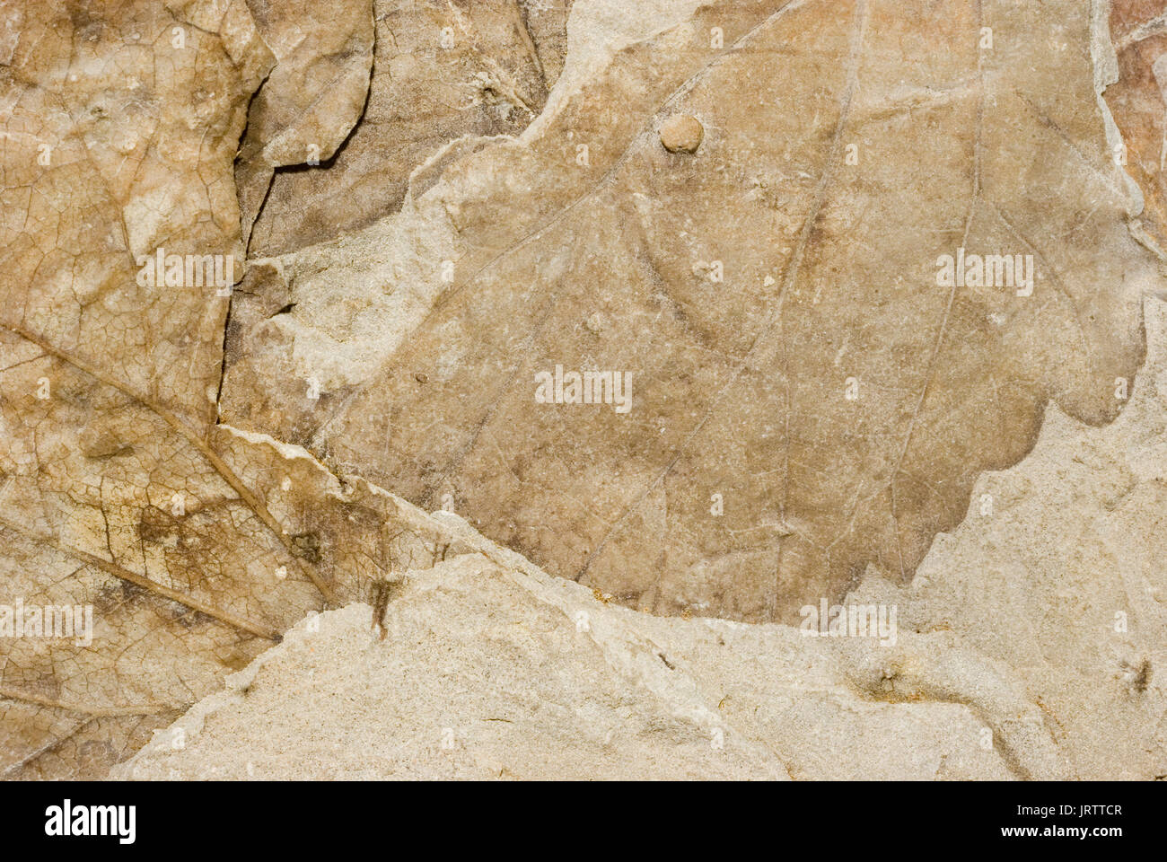 Foglie di fossili Foto Stock