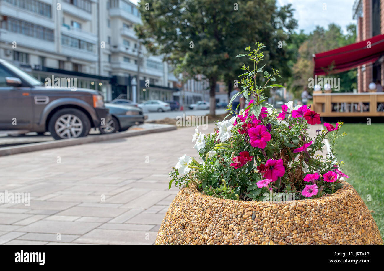 Rosa fiori di petunia su una città letto di fiori d'estate tramonto Foto Stock