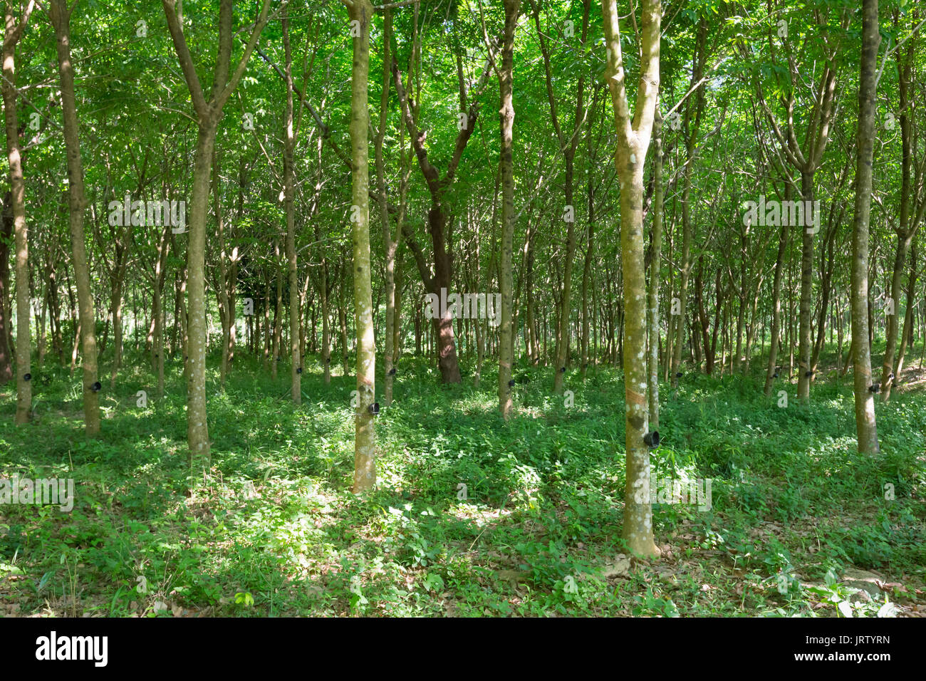 Struttura in gomma plantation, Ko Phayam, Thailandia Foto Stock