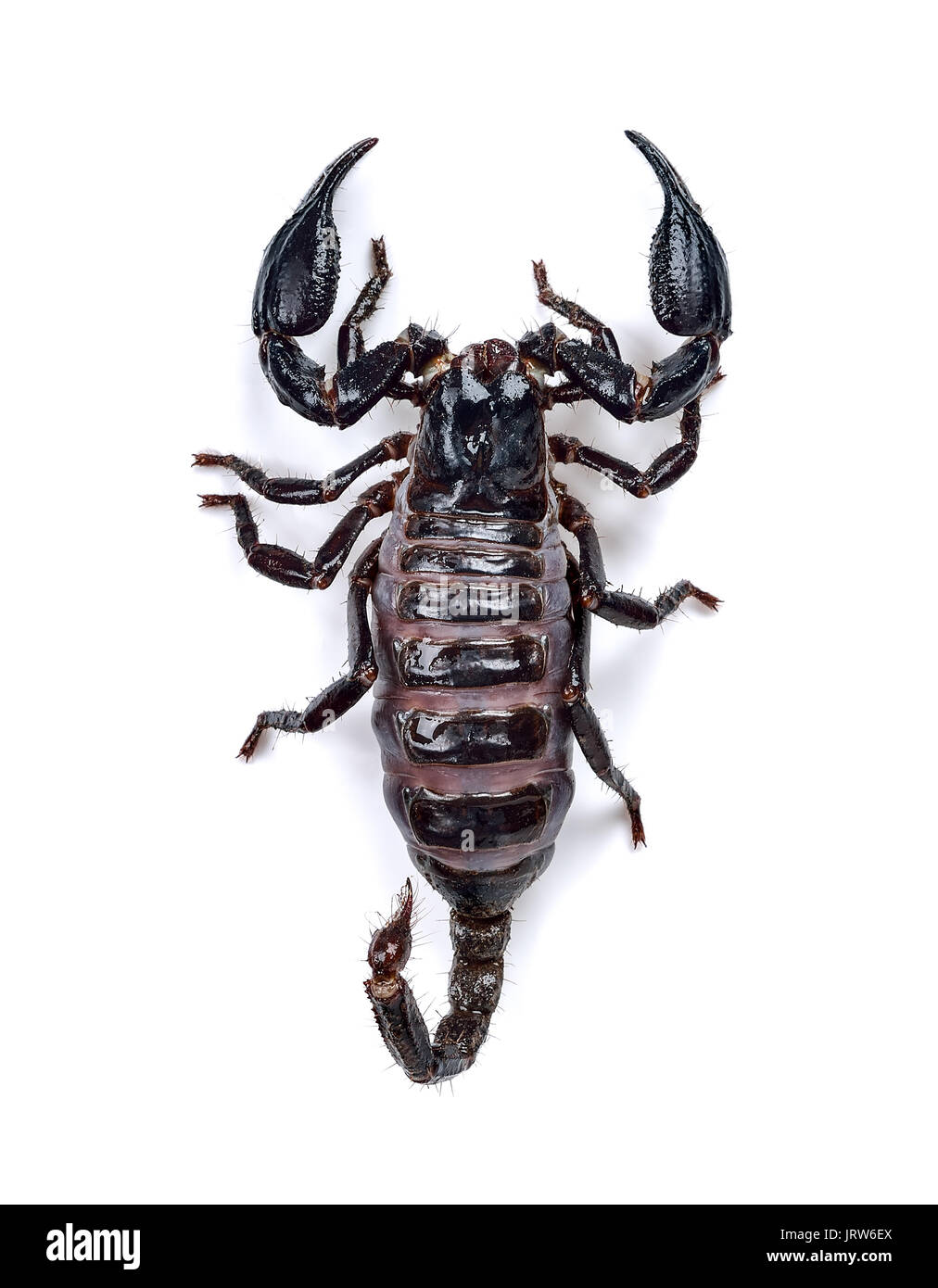 Scorpion isolato su uno sfondo bianco . Foto Stock