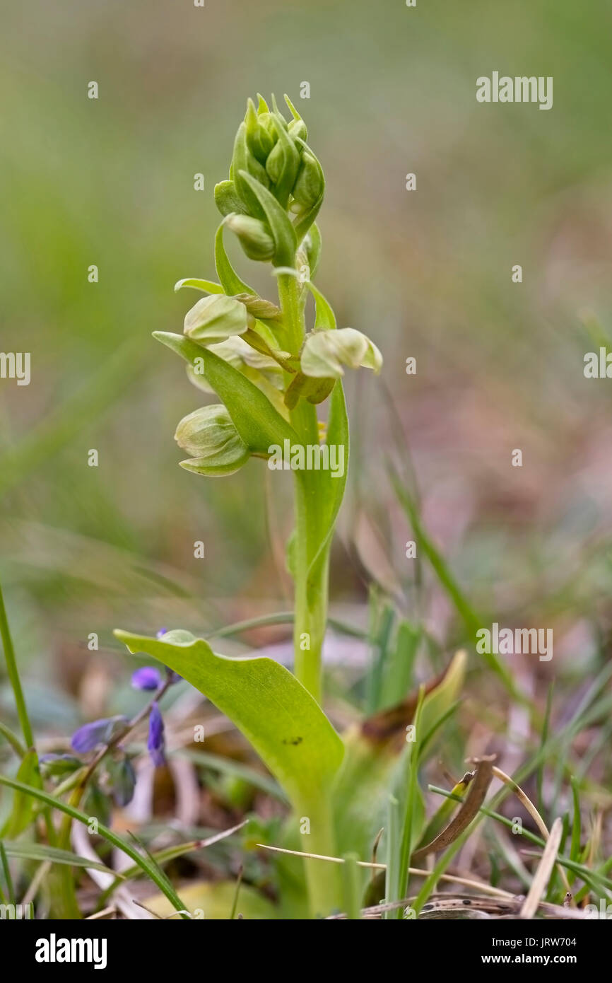 Frog Orchid, (Coeloglossum viride oppure Dactylorhiza viridis), montagne Eifel, Germania. Foto Stock