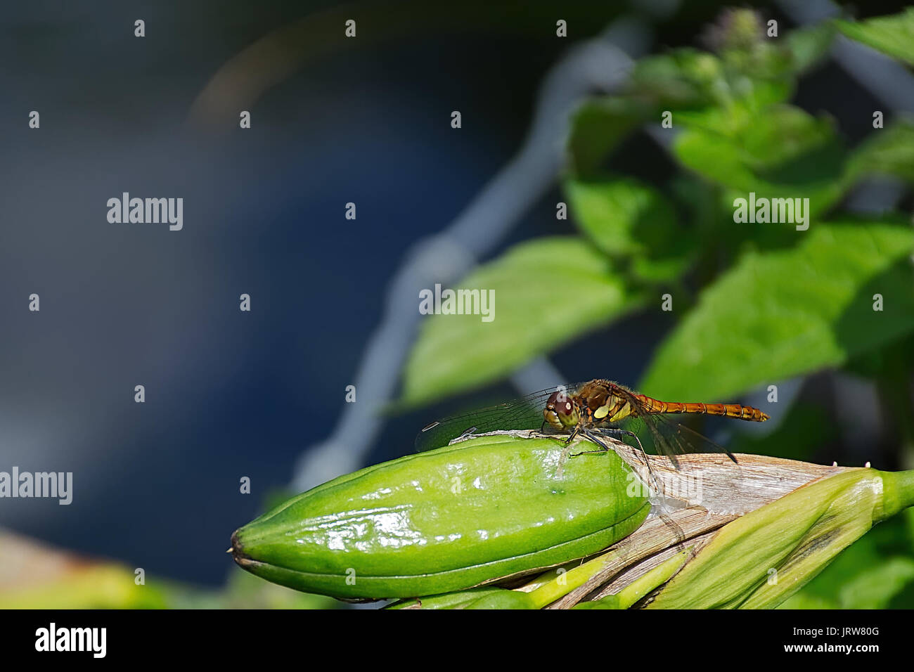 Dragonfly ,Anisoptera seduti sulla pianta di acqua vicino a Westport lago ,Stoke on Trent, Regno Unito, estate 2017. Foto Stock