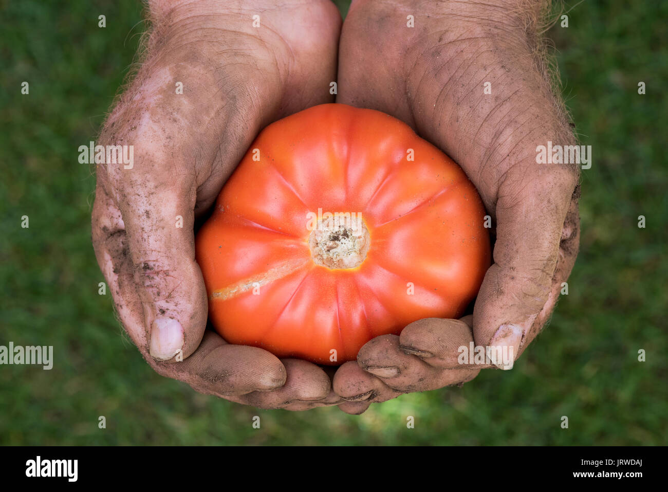 Solanum lycopersicum. Giardiniere tenendo un manzo / pomodoro bistecca di manzo pomodoro. La varietà del patrimonio il pomodoro Foto Stock