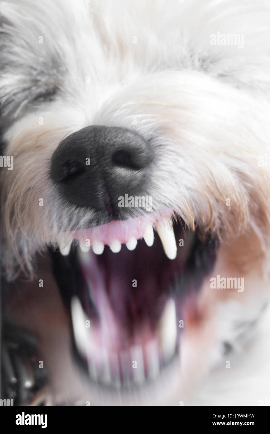 West Highland White Terrier cane che abbaia, primo piano della bocca Foto Stock