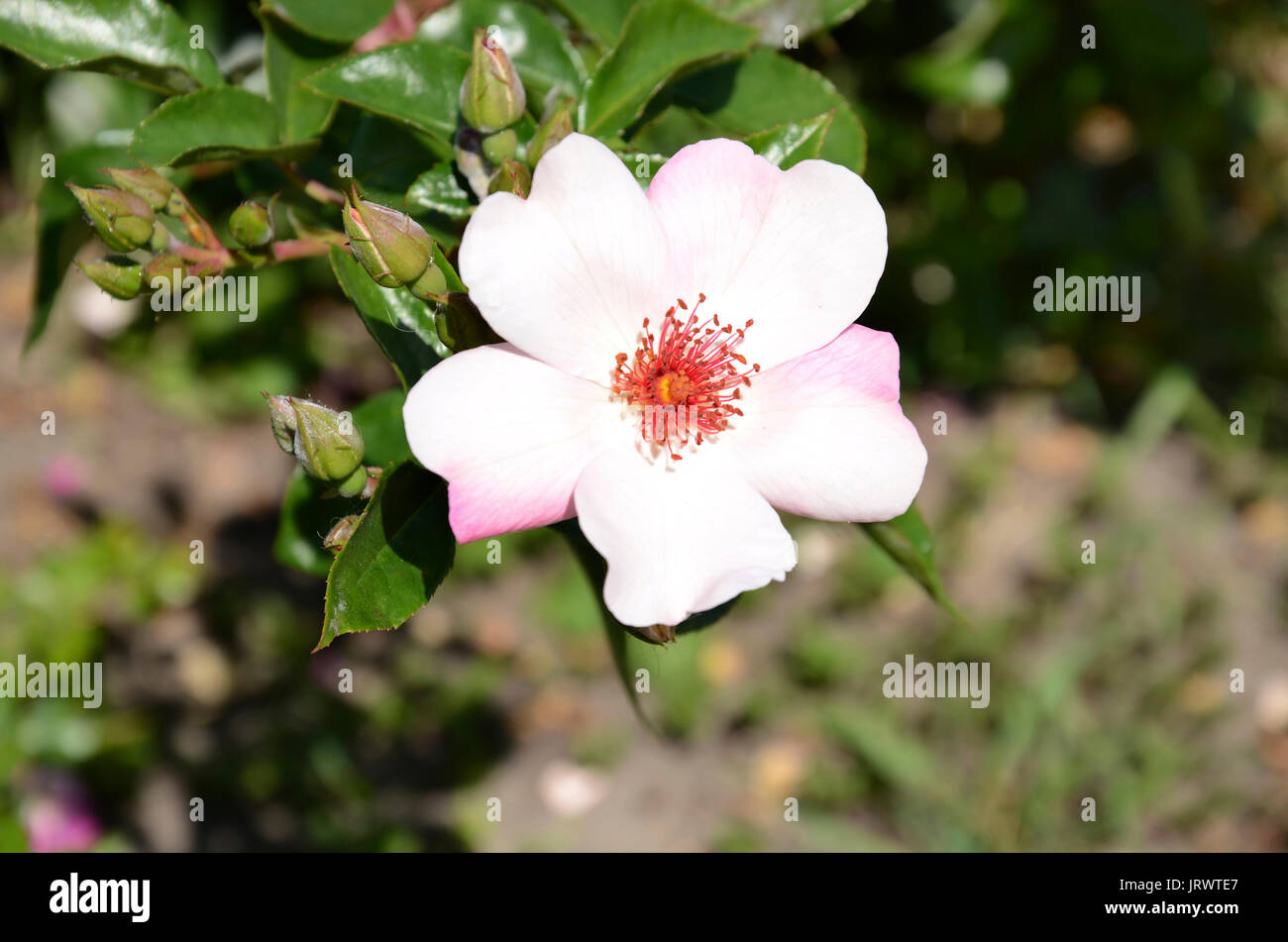 Giardino rose con un delicato fiore rosa, close-up contro uno sfondo di foglie verdi Foto Stock