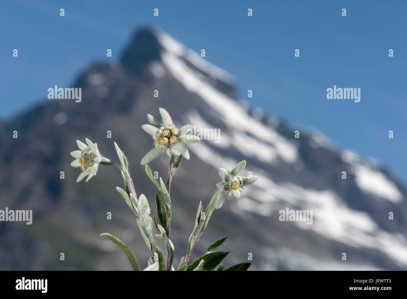 Edelweiss (Leontopodium alpinum Cass.), Val de Bagnes, Bagnital, Vallese, Svizzera Foto Stock