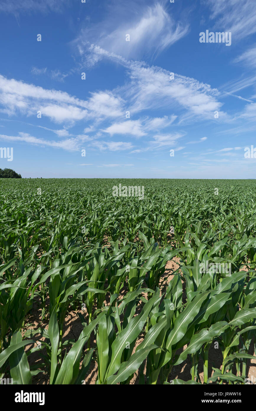 Campo di mais (Zea mays) con giovani piante, cielo nuvoloso, Media Franconia, Baviera, Germania Foto Stock