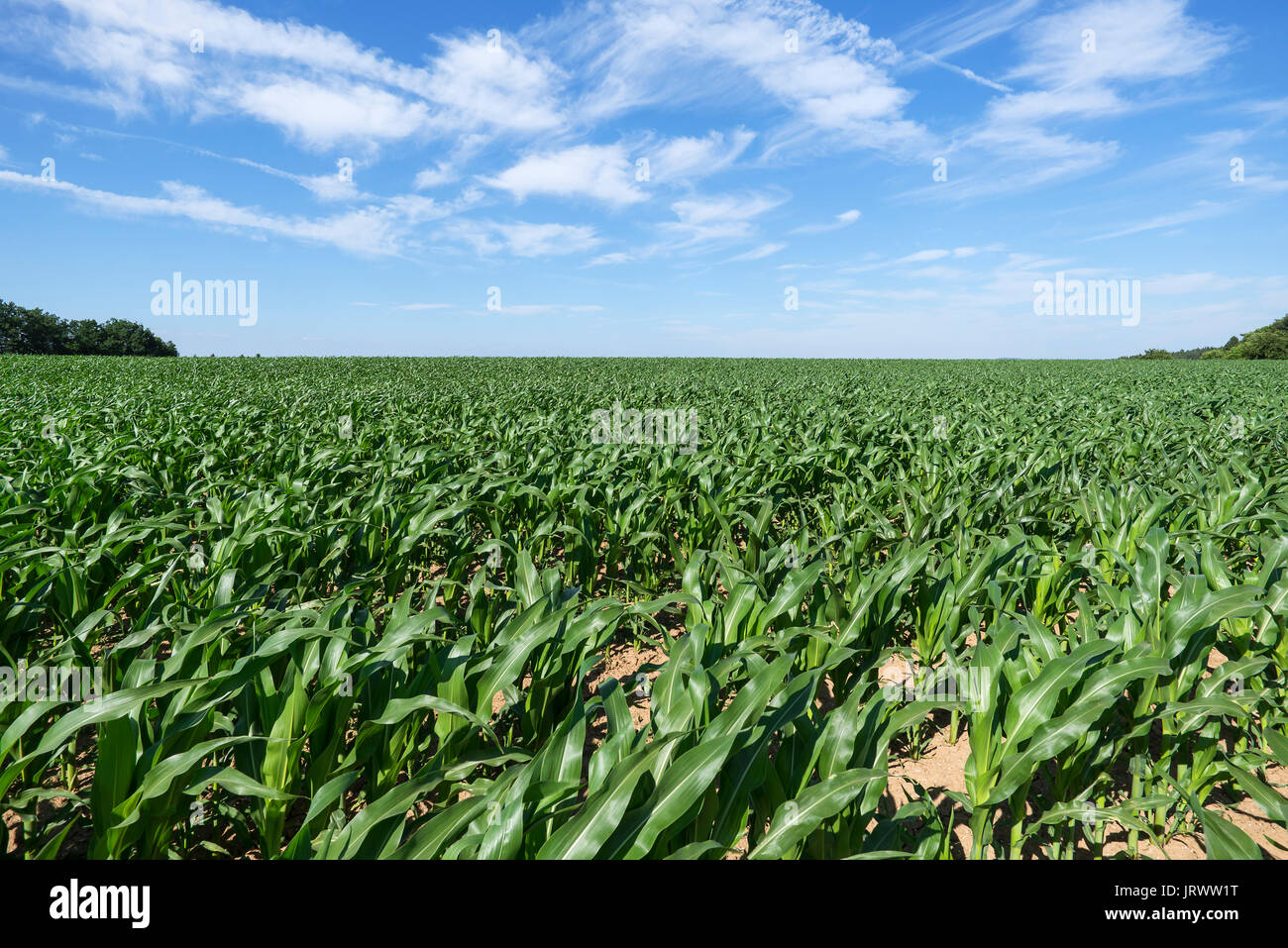 Campo di mais (Zea mays) con giovani piante, cielo nuvoloso, Media Franconia, Baviera, Germania Foto Stock