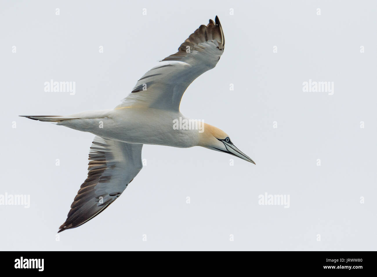 Northern gannet (Morus bassanus) in volo, Mare del Nord, Danimarca Foto Stock